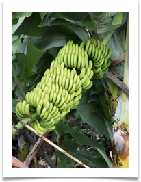 5-Banana Bunch - Denis McAllister